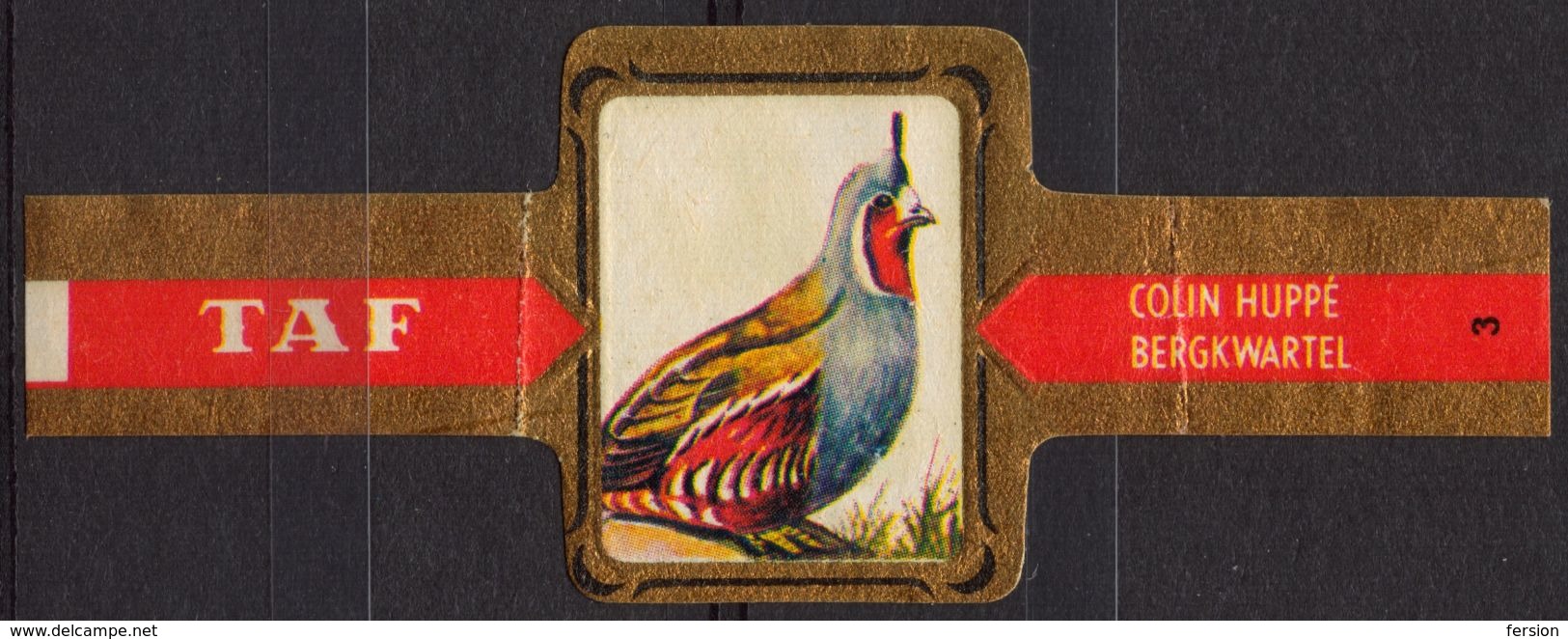 Mountain Quail / Bergkwartel - Bird Birds - Belgium Belgique - TAF - CIGAR CIGARS Label Vignette - Etiquetas