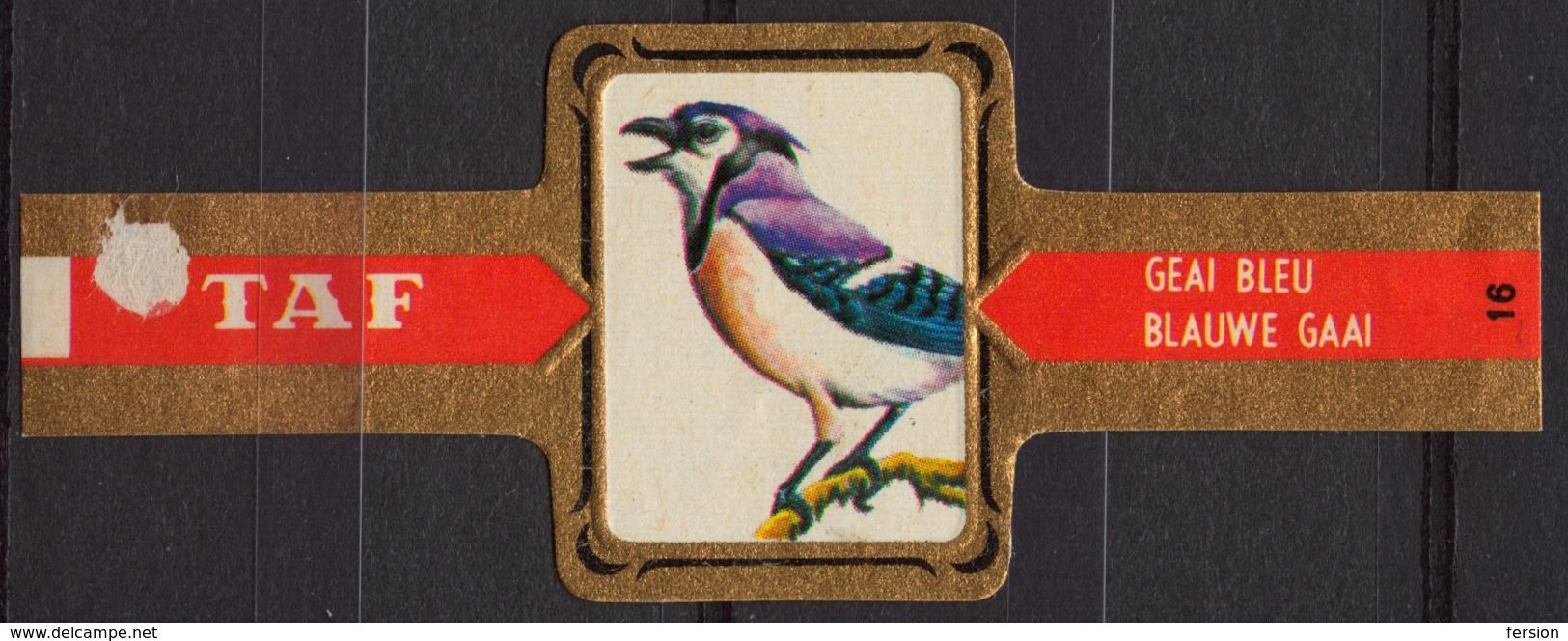 Blue Jay / Blauwe Gaai - Bird Birds - Belgium Belgique - TAF - CIGAR CIGARS Label Vignette - Etiketten