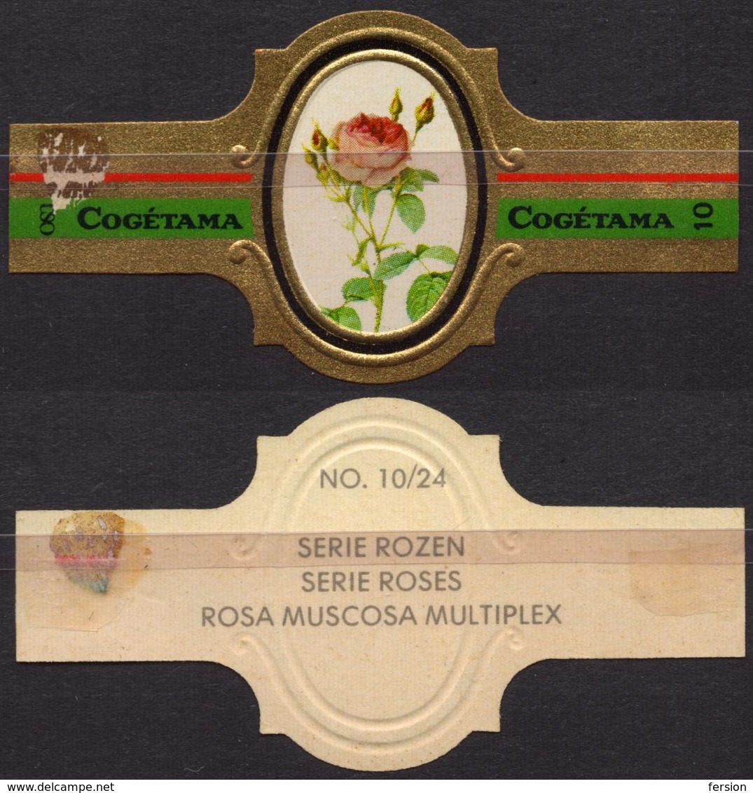 Muscosa Multiplex - ROSE ROSES - Netherlands Holland / Cogétama / CIGAR CIGARS Label Vignette - Labels