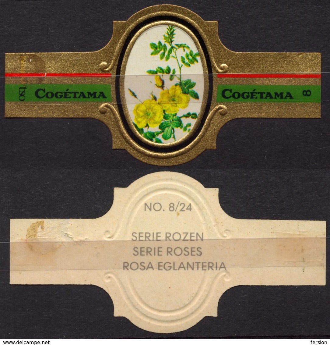 Eglanteria - ROSE ROSES - Netherlands Holland / Cogétama / CIGAR CIGARS Label Vignette - Etiquettes