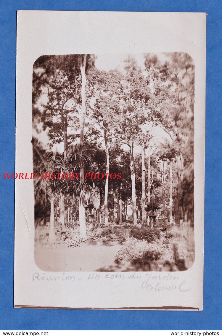 CPA Photo - REUNION - Un Coin Du Jardin Colonial - 1920 / 1930 - Arbre Tree - Autres & Non Classés