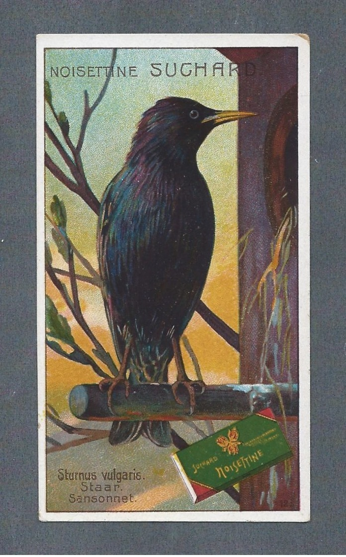 NOISETTINE SUCHARD - Sturnus Vulgaris. Staar. Sansonnet - MILKA-VELMA-NOISETTINE - Format  10.5 X 6 Cm - Suchard