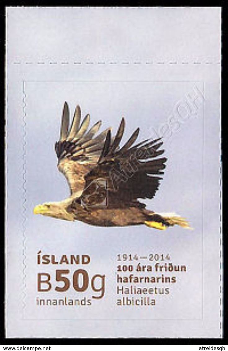 Islanda / Iceland 2014: Aquila Di Mare / White-tailed Eagle ** - Aquile & Rapaci Diurni