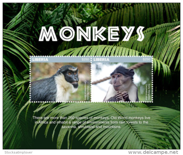 Liberia 2018 Fauna Monkeys I201803 - Liberia