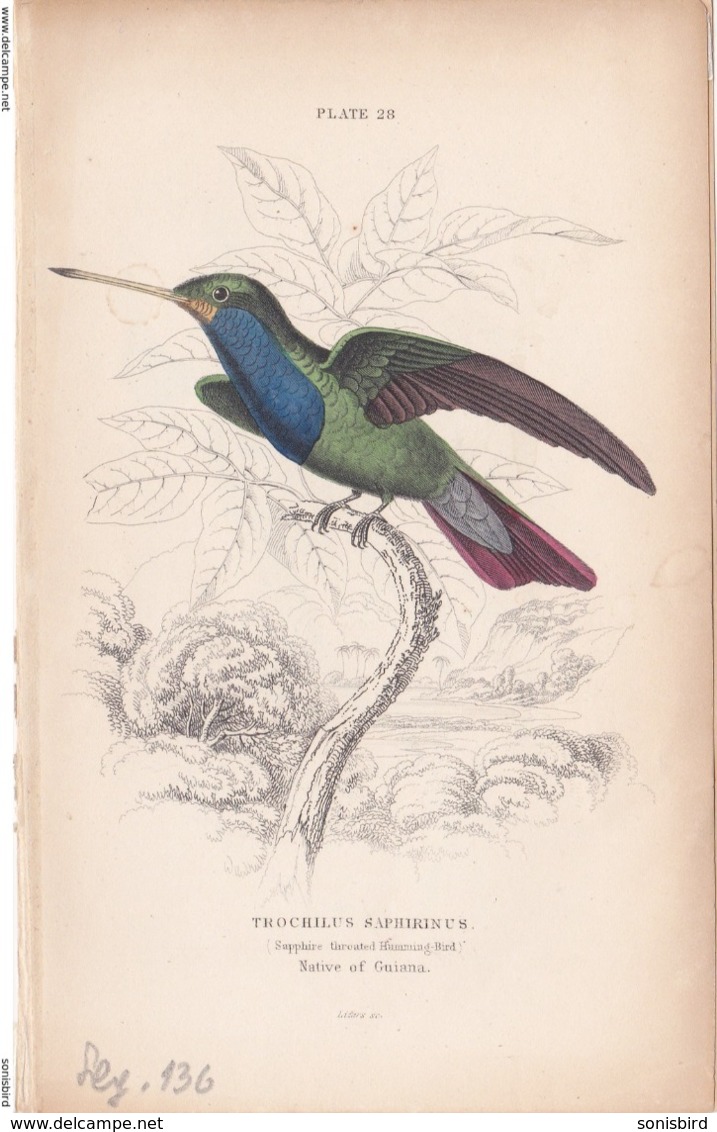 Birds. Old Colored Lithography. TROCHILUS SAPHIRINUS - Lithografieën