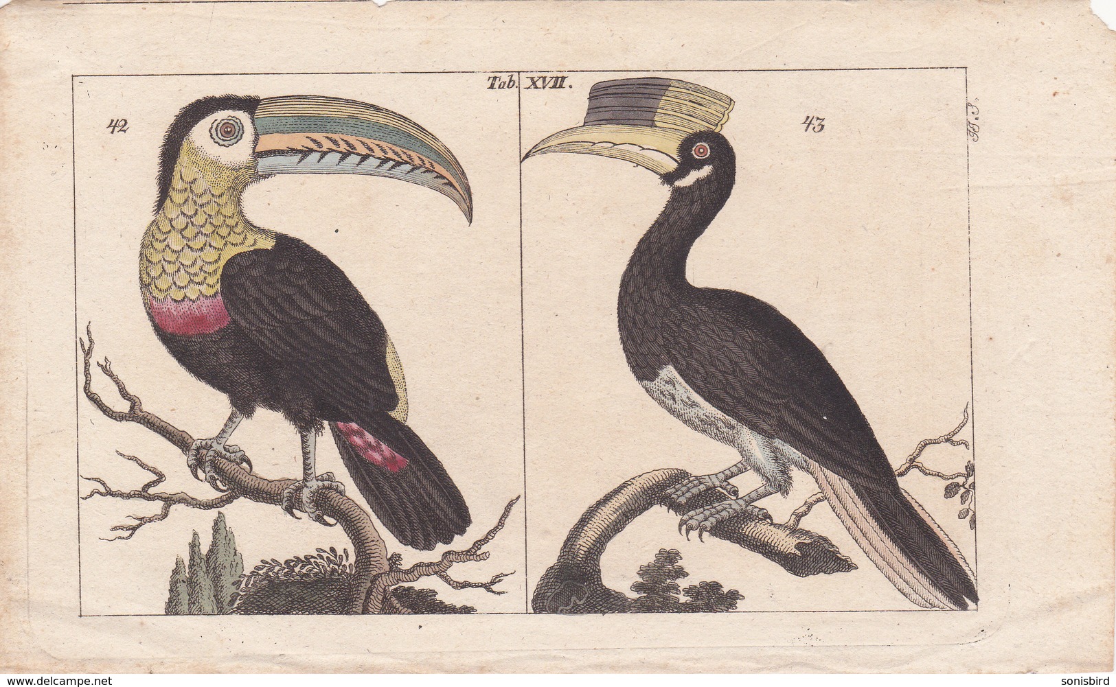 Birds. Old Colored Lithography. - Litografia