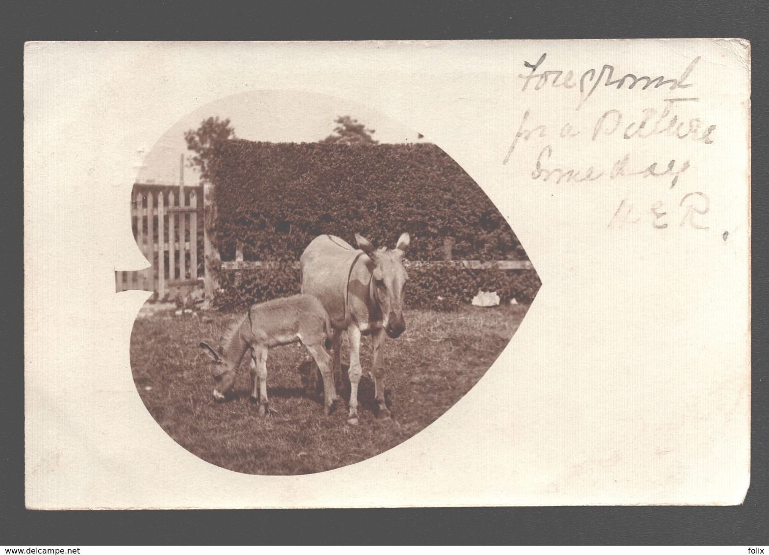 Melrose (sent From) - Photo Card - Single Back - Donkey / âne / Esel / Ezel - Roxburghshire