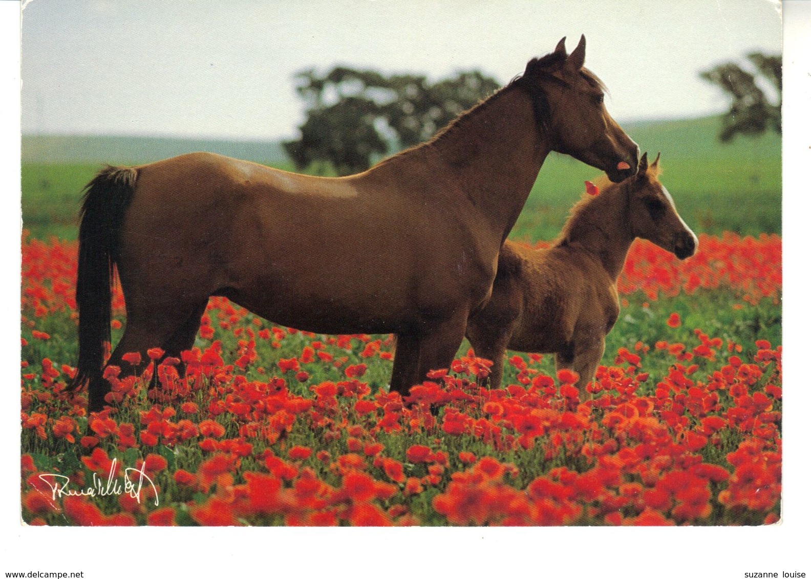 CPM  - Une Jument Et Son Petit  Carte Grand Format 11,5 Cm X 17 Cm . Dans Un Champ De Fleurs  Photo Tomas And Lida Micek - Caballos