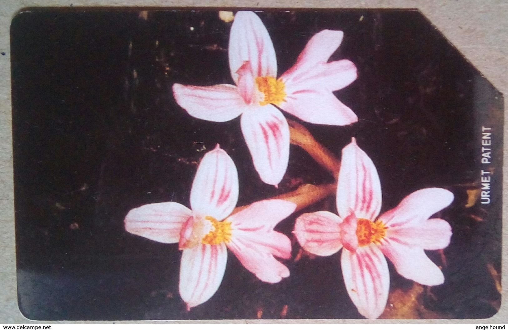 Orchids 25 Units - Sierra Leone
