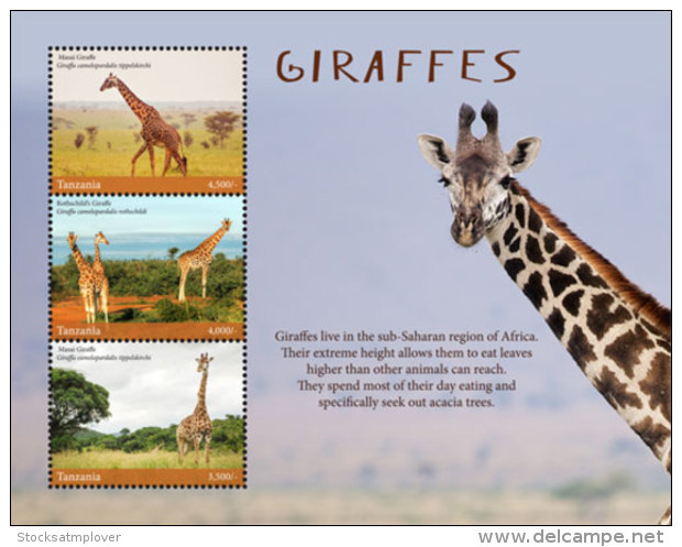 Tanzania 2017 Fauna Animals GIRAFFES  I201803 - Tanzania (1964-...)