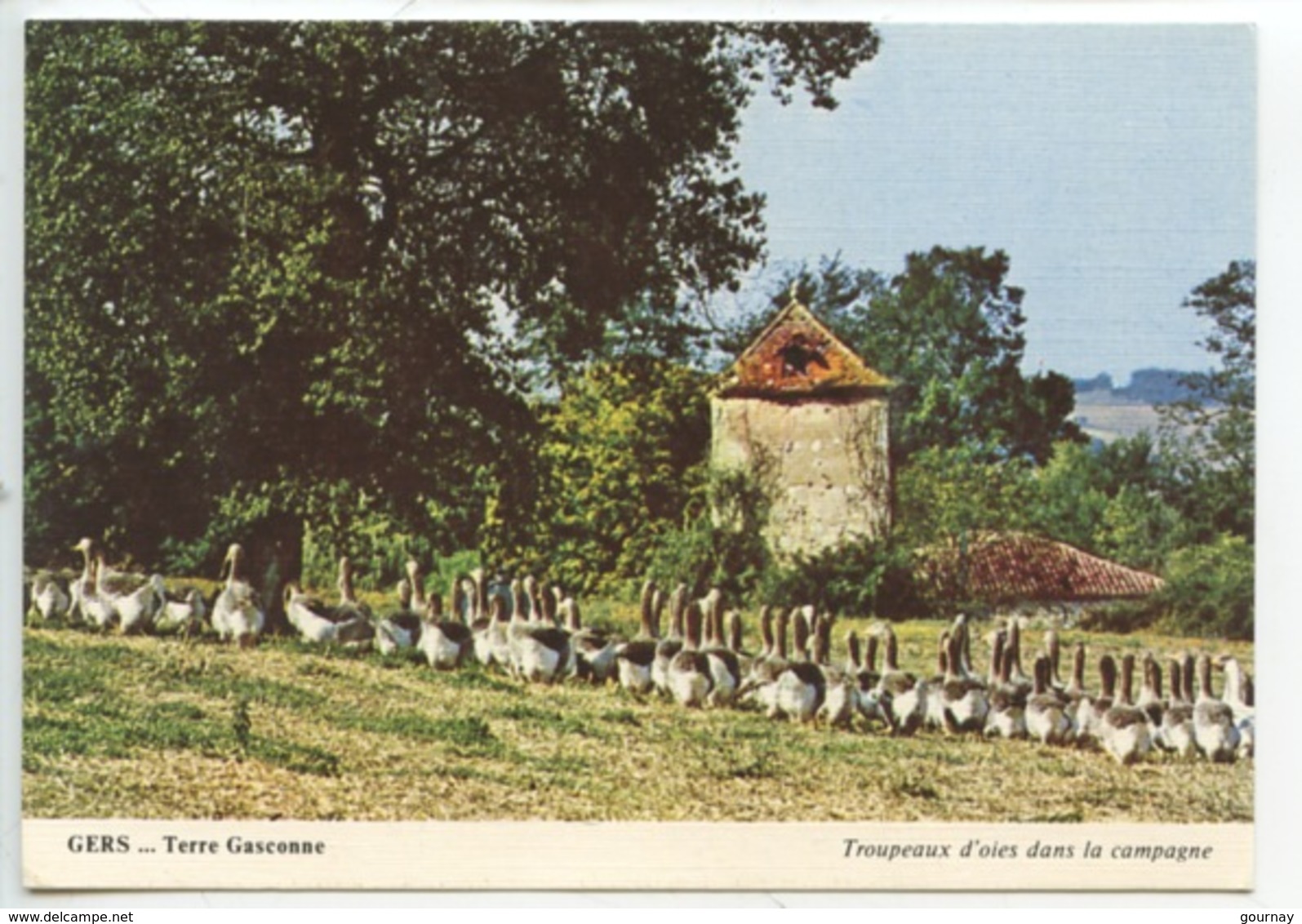 Gers... Terre Gasconne - Troupeaux D'oies Dans La Campagne (ferme Pigeonnier Colombier) - Mirande