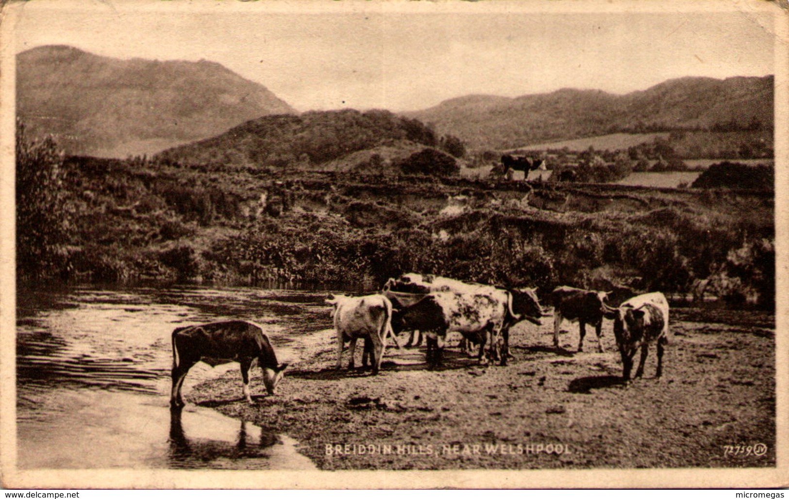 Breiddin Hills, Near Welshpool - Montgomeryshire