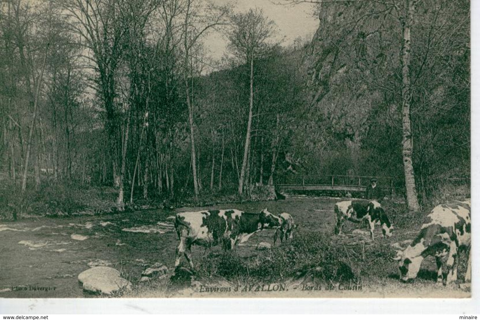 Environs D'AVALLON, ( Troupeau De Vaches Aux ) Bords Du Cousin - Bon état - Other & Unclassified