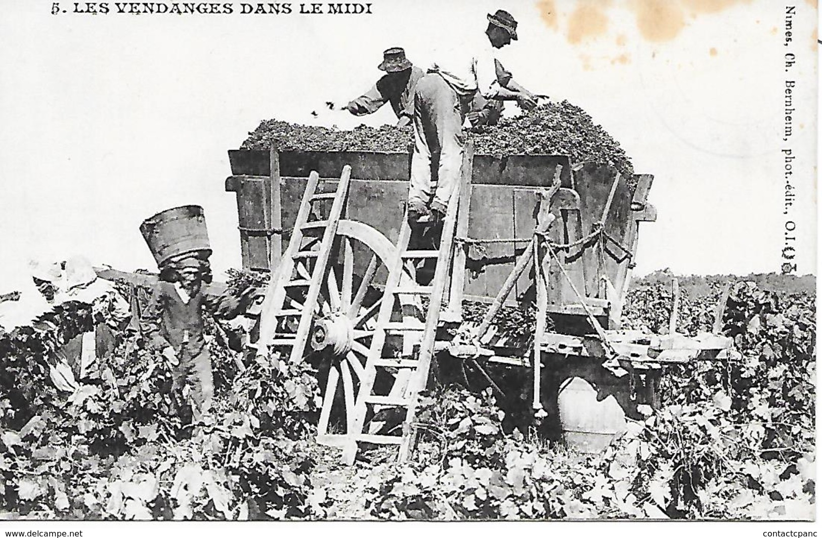 ( 30 ) -  Les Vendanges Dans Le Midi - Autres & Non Classés