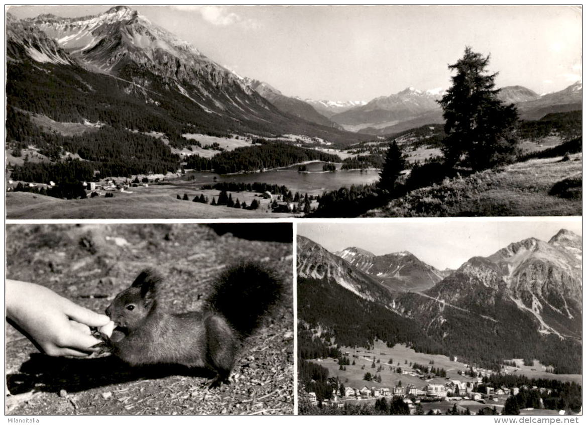 Ferienparadies Lenzerheide - Valbella 1500 M ü. M. - 3 Bilder (1850) - Lantsch/Lenz