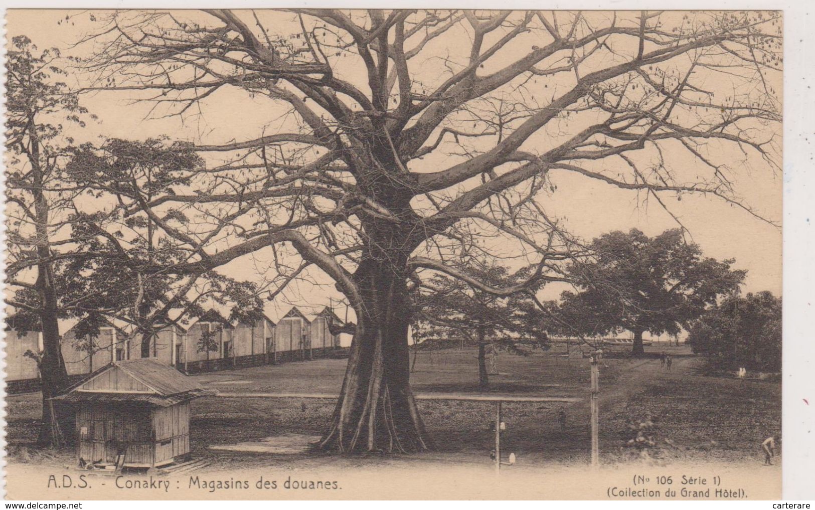 Cpa,afrique,CONAKRY,capit Ale  De La République De La Guinée,magasins Des Douanes,arbre Centenaire - Guinea Francesa