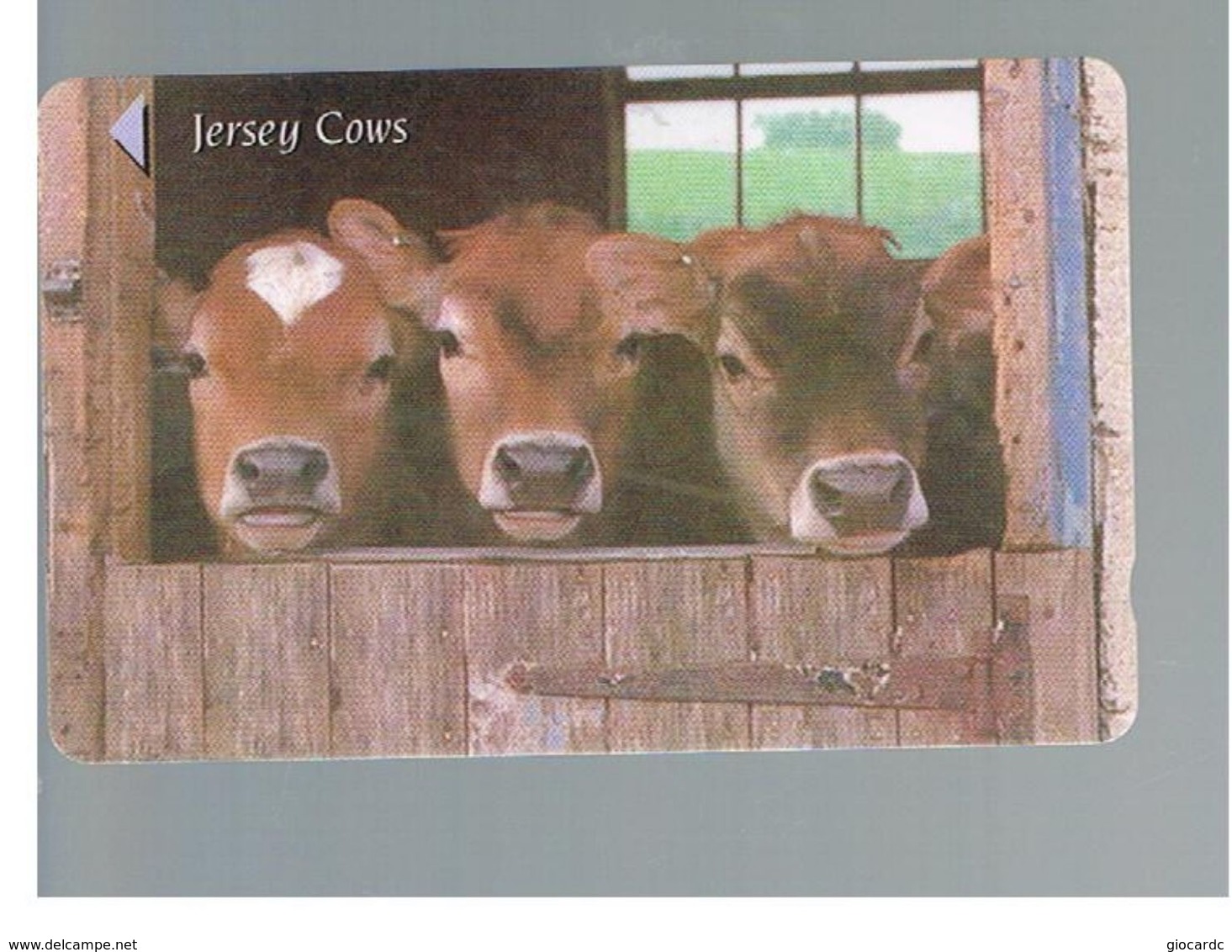 JERSEY -   COWS            -  USED   - RIF. 10066 - Koeien