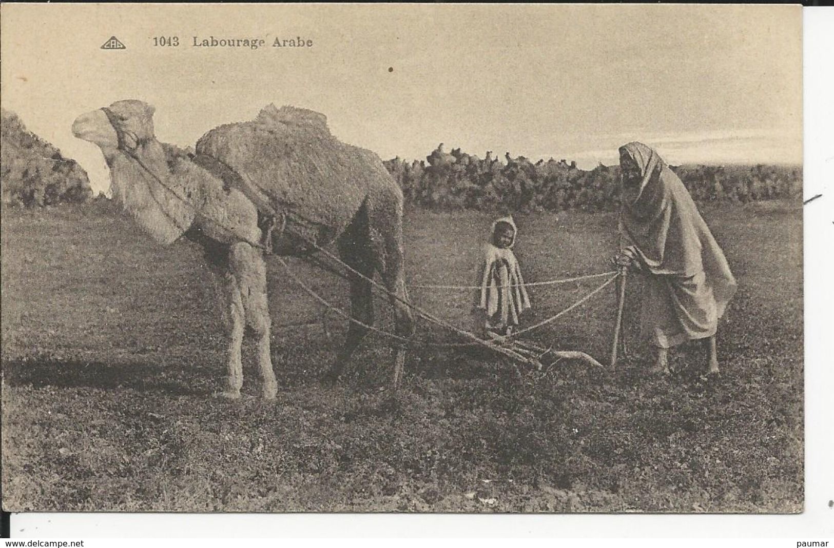 Labourage  Arabe - Cultivation