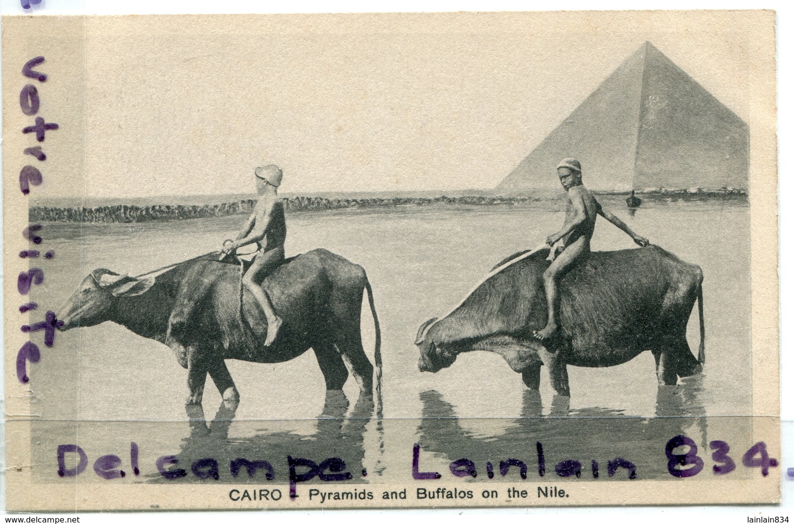 - 424 - Le Caire - CAIRO - PYRAMIDS And Buffalos, On The Nile, épaisse, Cliché Peu Courant,  TTBE, Scans.. - Cairo