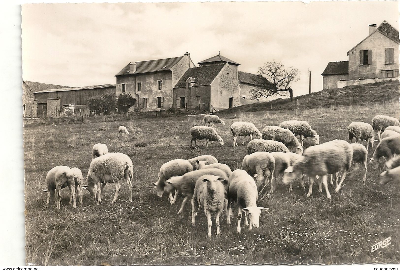 M 1205 TRILPORT  LES MOUTONS PRES DES BORDS DE LA MARNE - Autres & Non Classés