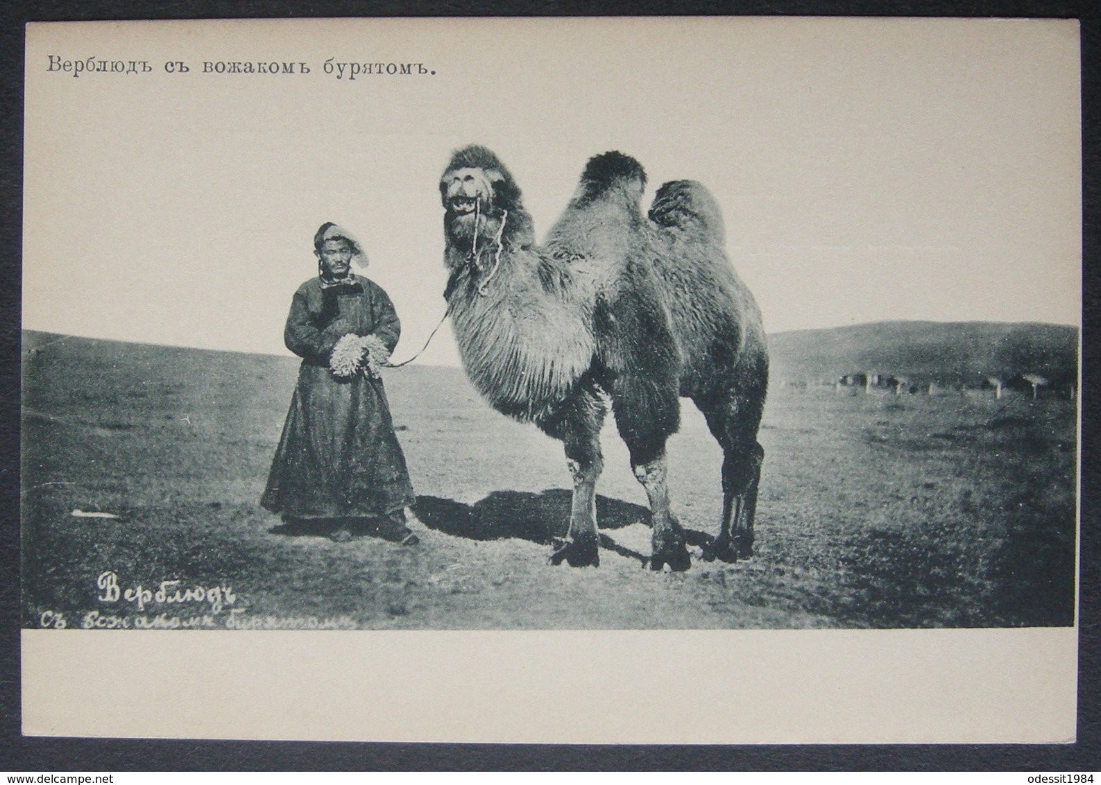 Russia Transbaikalia Siberia Siberian Types Buryats A Camel With A Buryat Leader - Asie