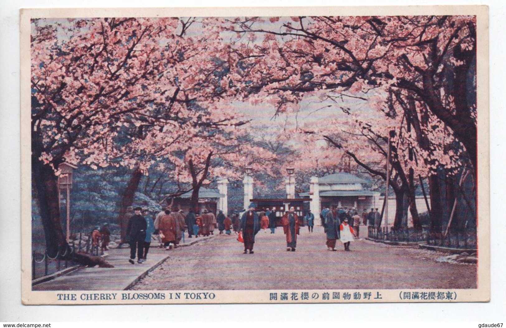 THE CHERRY BLOSSOMS IN TOKYO - Tokio