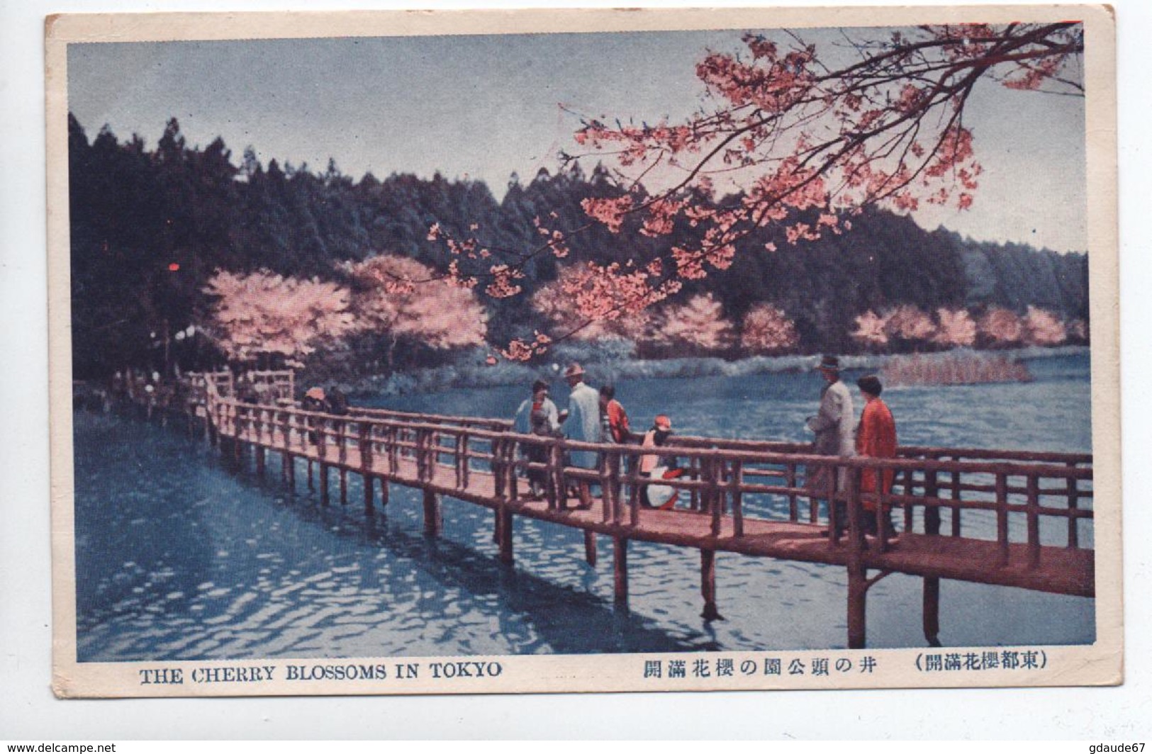 THE CHERRY BLOSSOMS IN TOKYO - Tokio