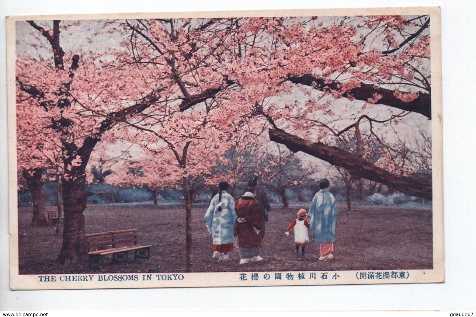 THE CHERRY BLOSSOMS IN TOKYO - Tokio