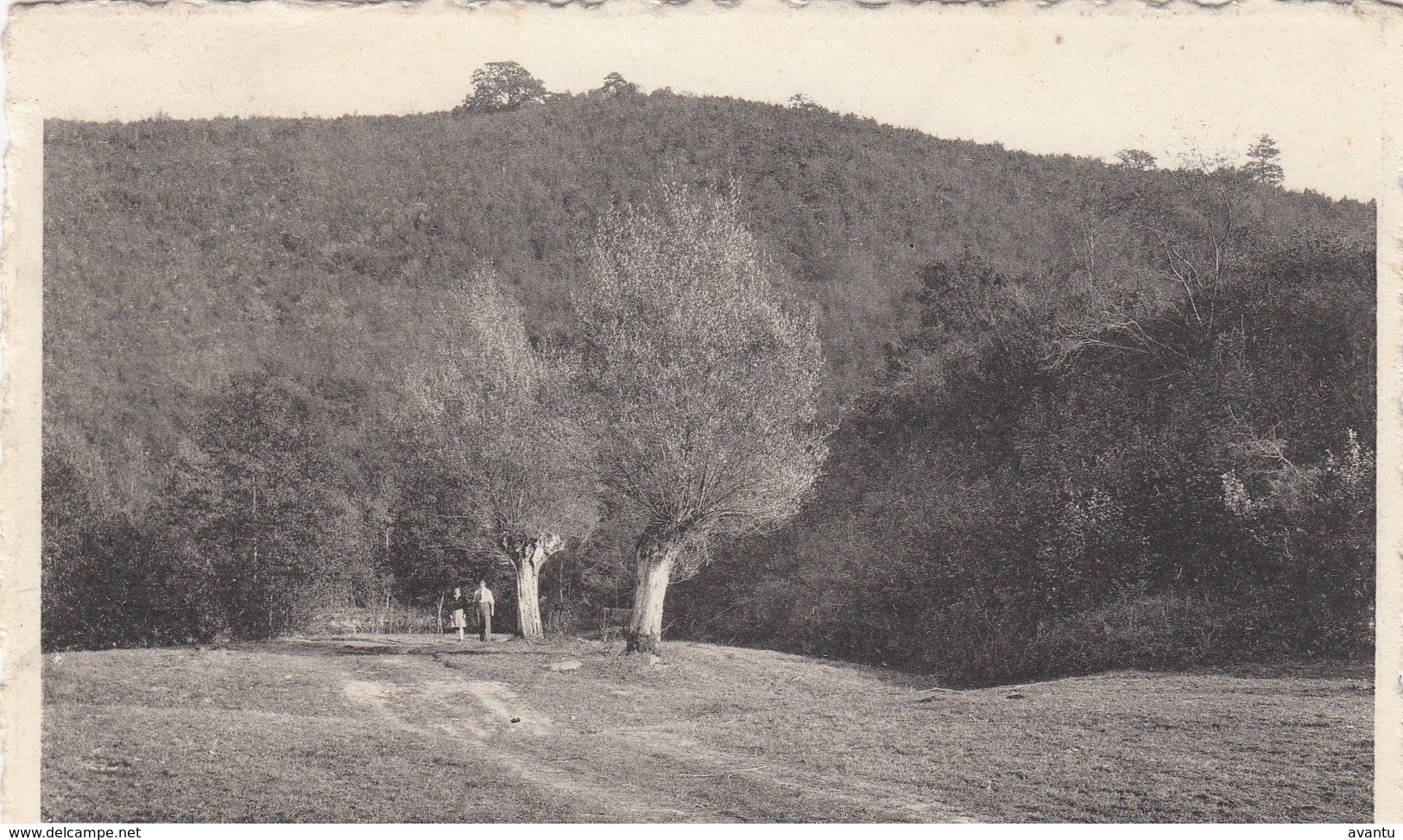 HASTIERE / NAMUR / LA VALLEE DE L HERMETON / LES VIEUX SAULES - Hastière