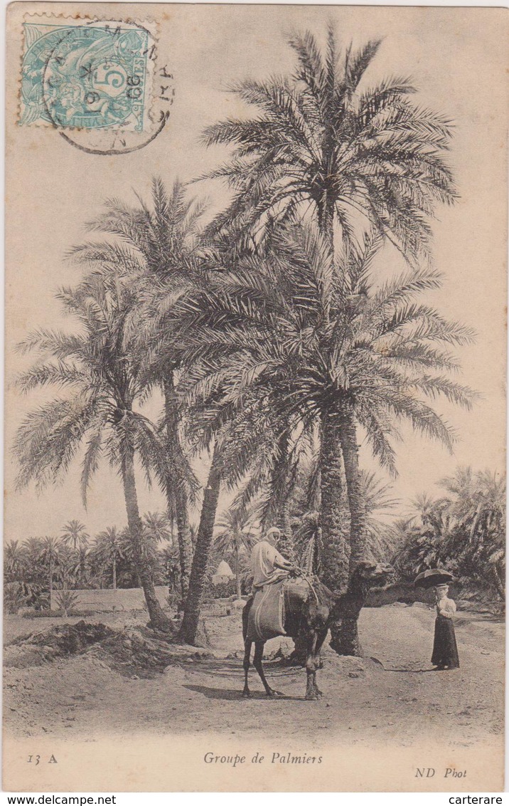 Carte Postale Ancienne,FRANCE AFRIQUE EN 1900,ALGERIE,PALMIER DE MOSTAGANEM,COLON,CHAMEAU, TAILLEUR - Mostaganem