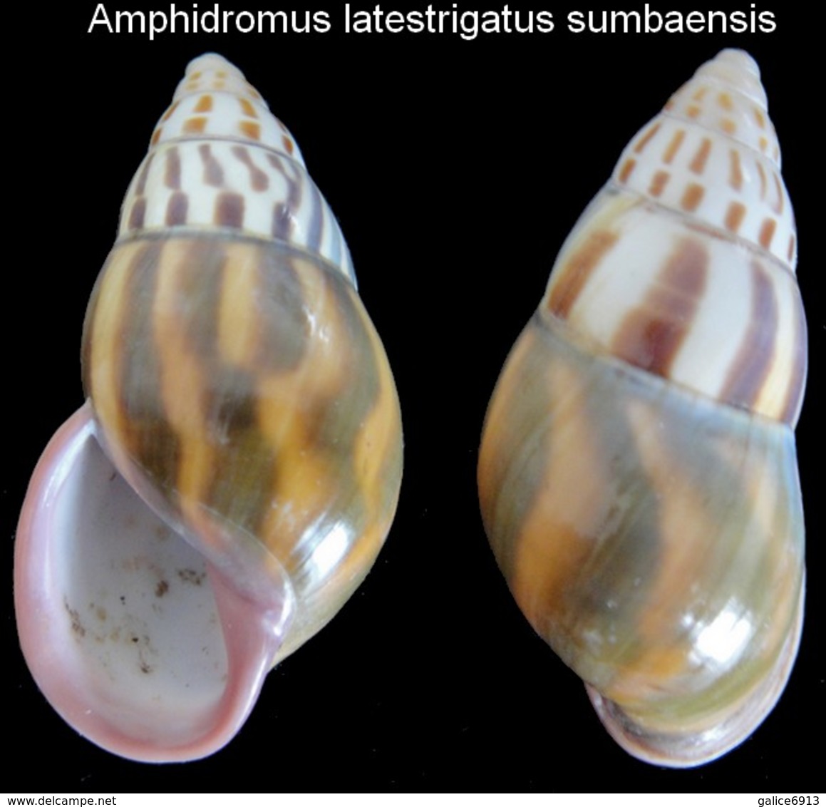 Amphidromus Latestrigatus Sumbaensis - Coquillages
