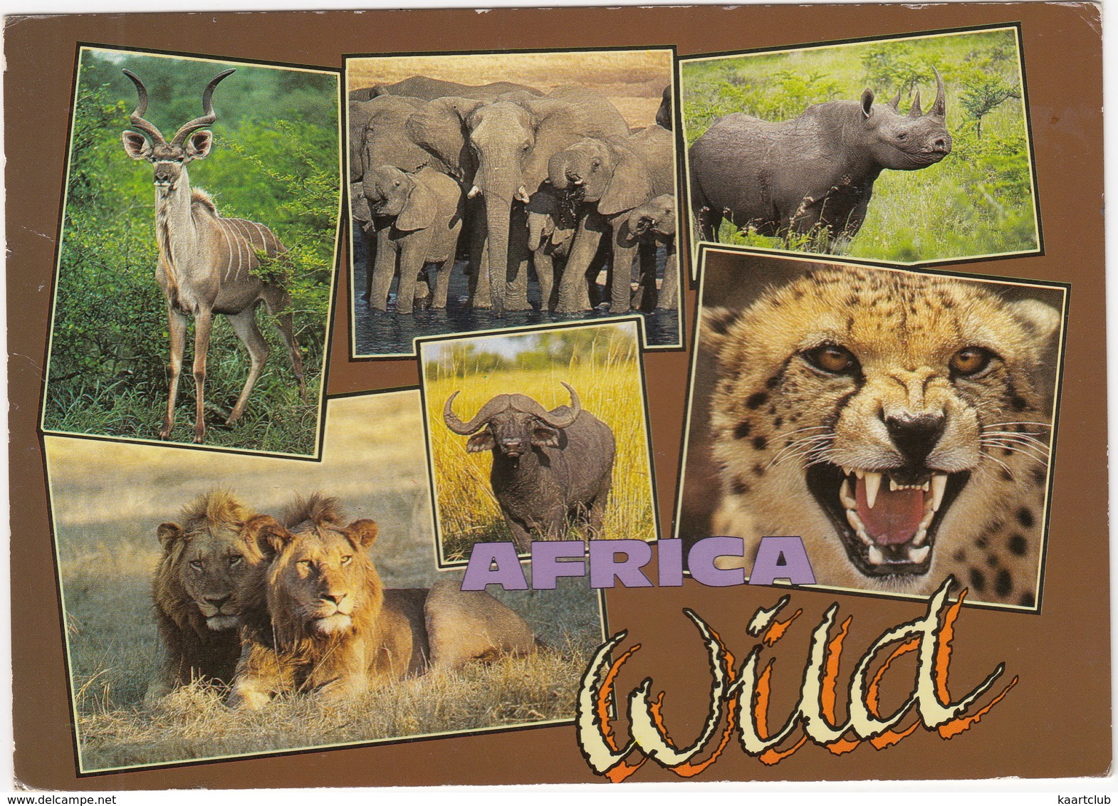 Africa Wild: Lion, Kudu, Buffalo, Elephant, Cheetah & Rhinoceros  - South Africa - Zuid-Afrika