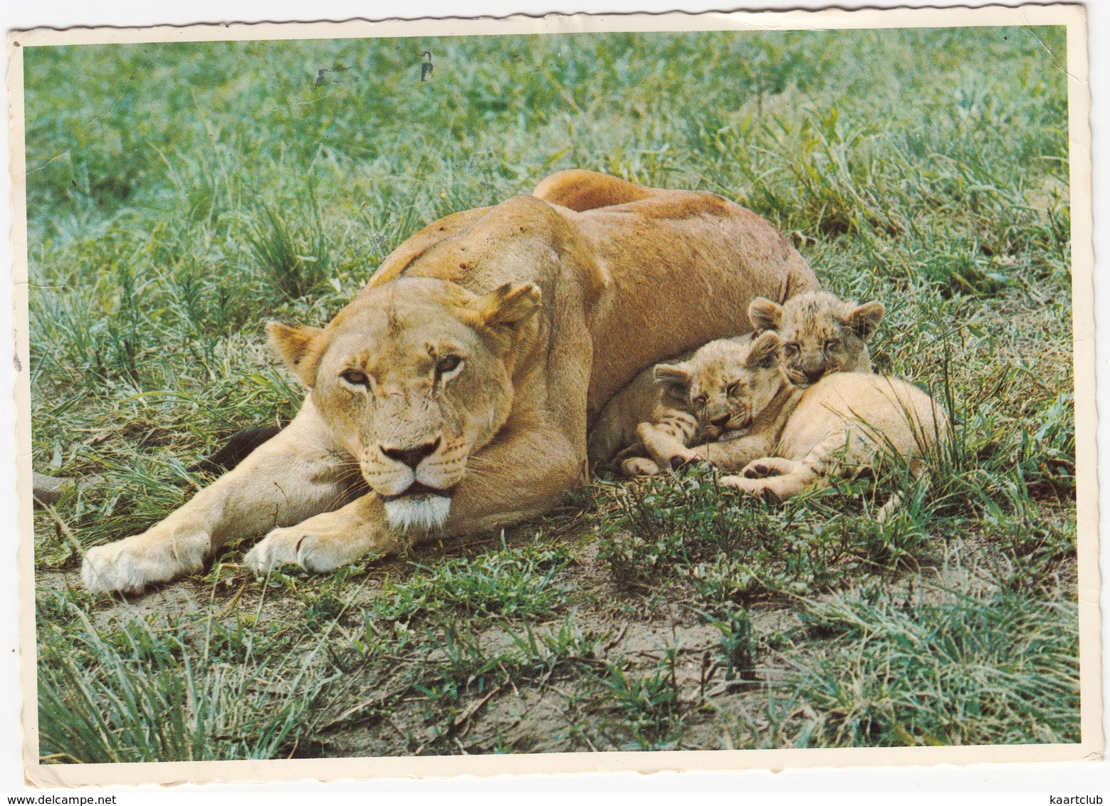 Lioness And Cubs / Leeuwyfie En Leeutjies  - South Africa - Zuid-Afrika