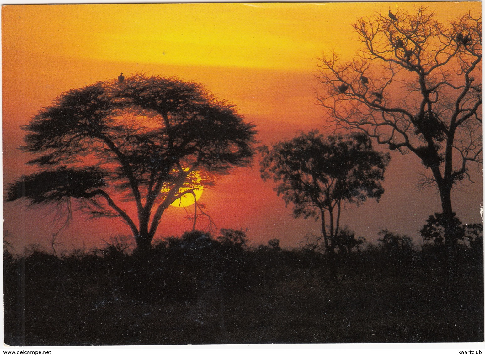 Bushveld Sunset / Bosveld Sonsondergang - South Africa - Zuid-Afrika