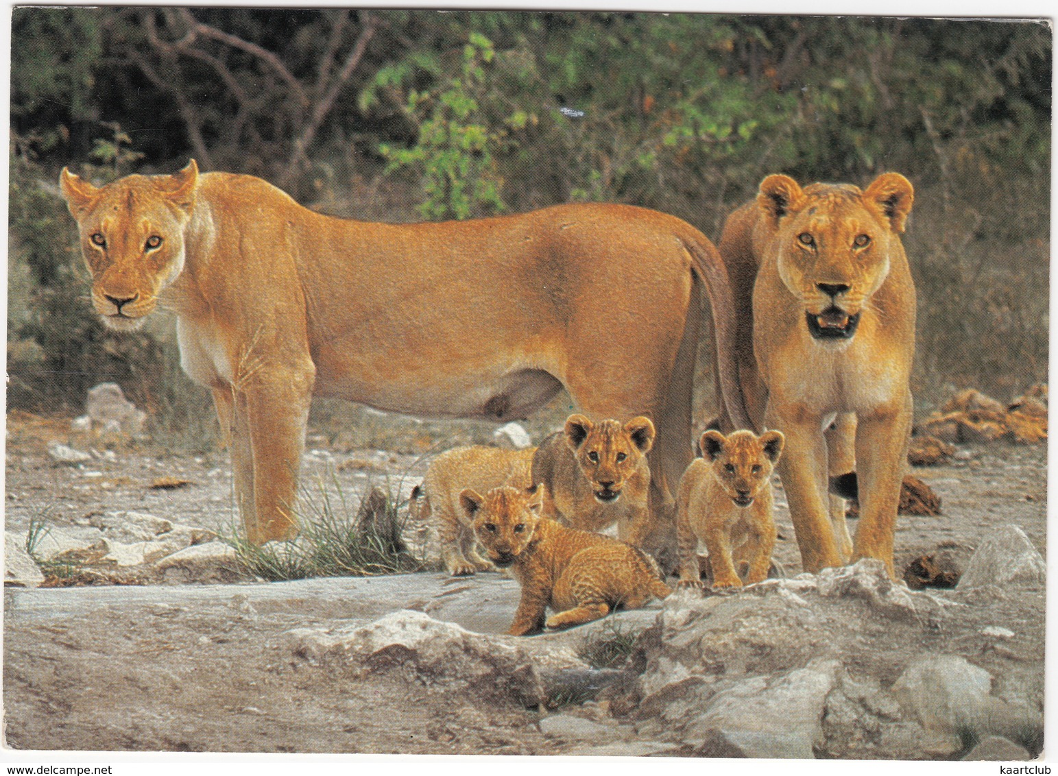 Lioness And Cubs / Leeuwyfie En Welpies - Southern Africa - Zuid-Afrika