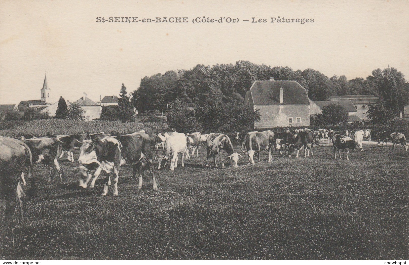 Saint-Seine-en-Bâche - Les Pâturages - Autres & Non Classés