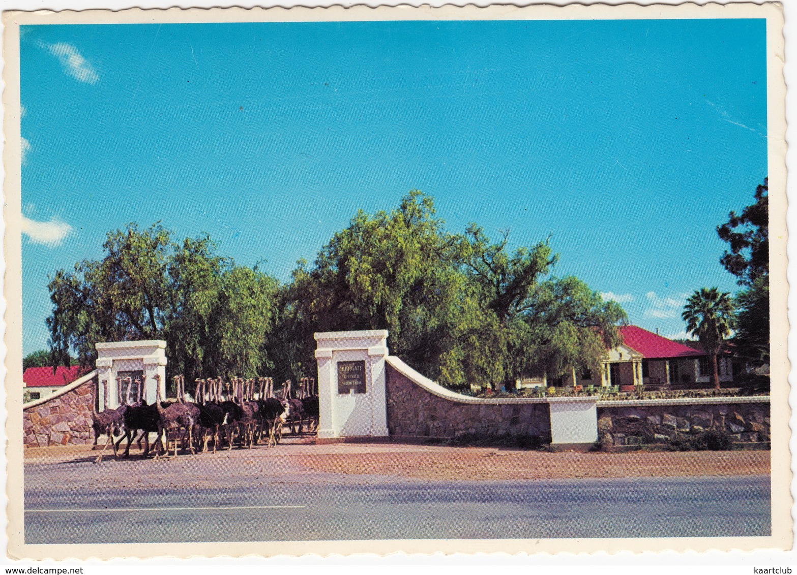 Oudtshoorn: OSTRICHES / VOLSTRUISE / STRUISVOGELS  - Highgate Ostriche Farm / Volstruisplaas - South-Africa - Zuid-Afrika