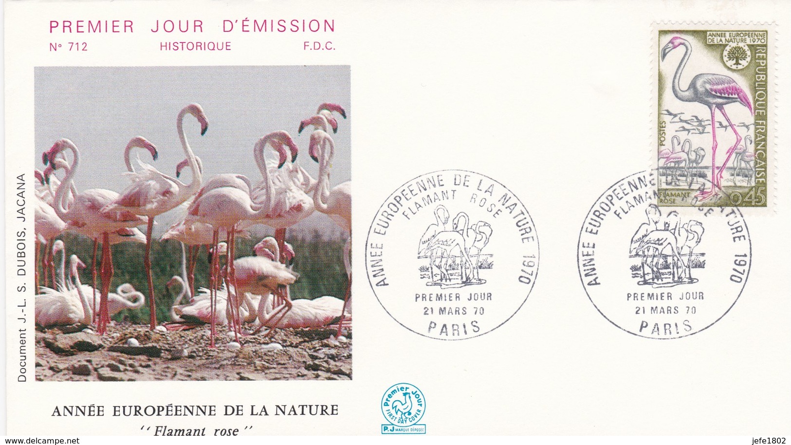 Flamingo - Flamant Rose / Phoenicopterus Ruber - Flamingo