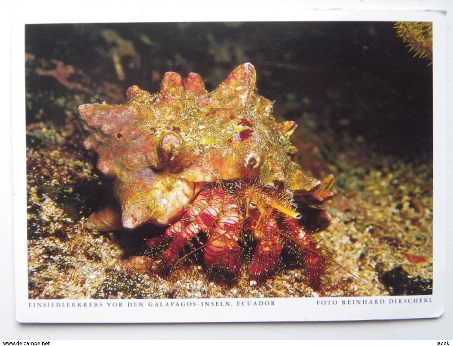 Crab / Galapagos Island - Pesci E Crostacei