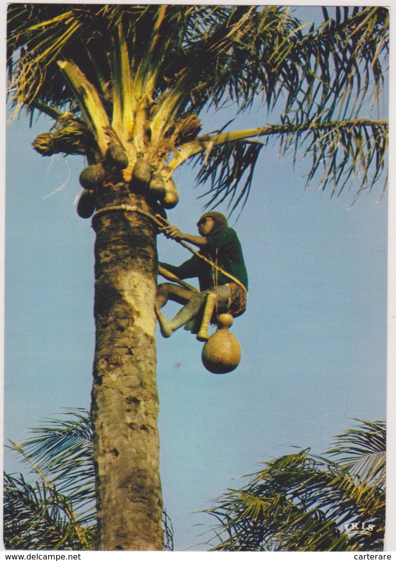 CONGO,BRAZZAVILLE,la Récolte De Vin De Palme,escalade Et Métier Dangereux à L'ancienne - Brazzaville