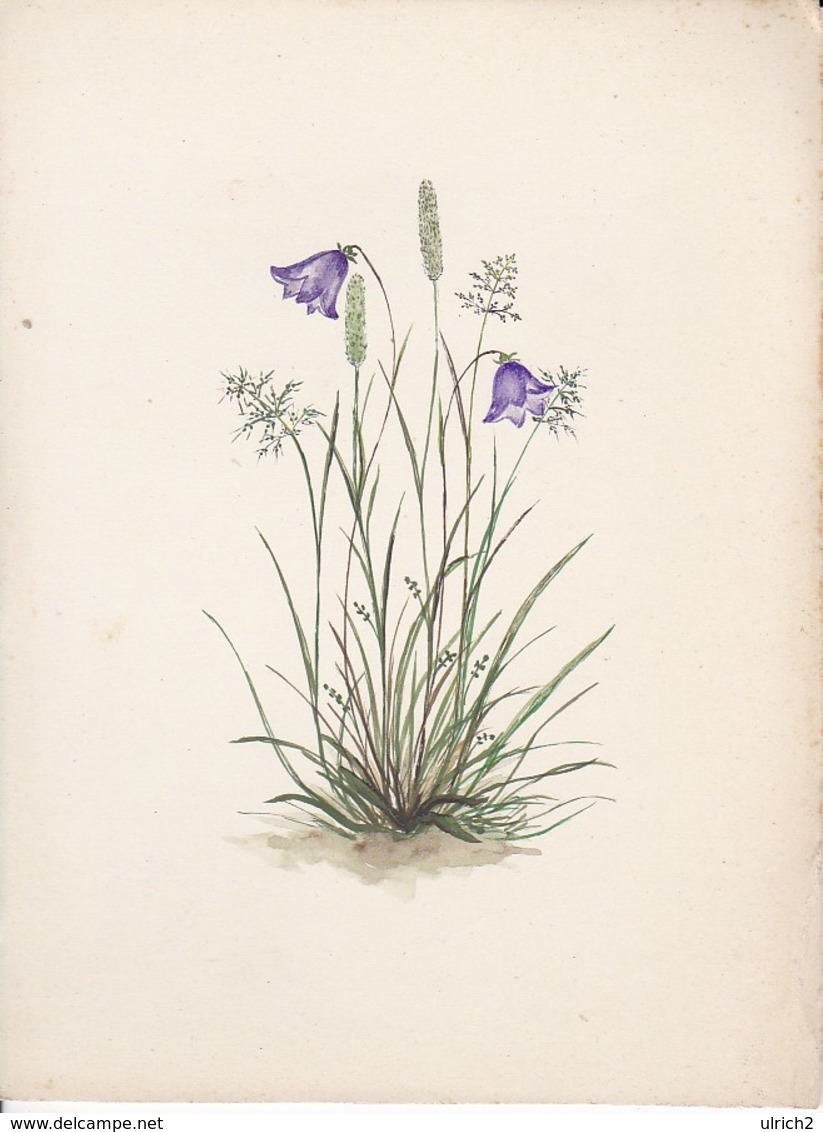 Glockenblume Und Gräser - Handzeichnung Mischtechnik - Unikat - Ca. 1940/50 (33798) - Blumen
