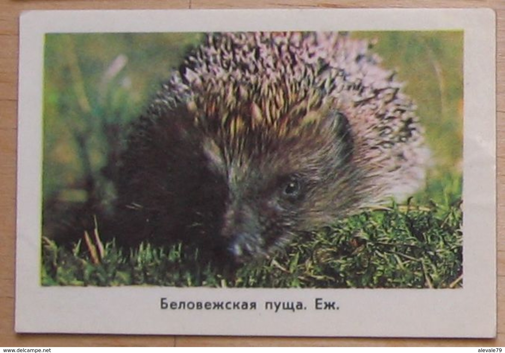 USSR Pocket Calendar 1977 Fauna Hedgehog #53.2 - Petit Format : 1971-80