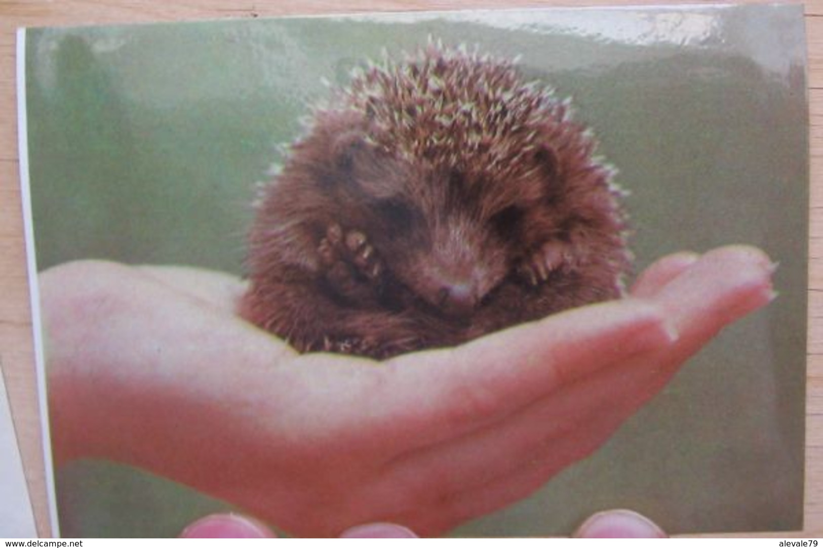 USSR Pocket Calendar 1992 Fauna Hedgehog #53.5 - Small : 1991-00