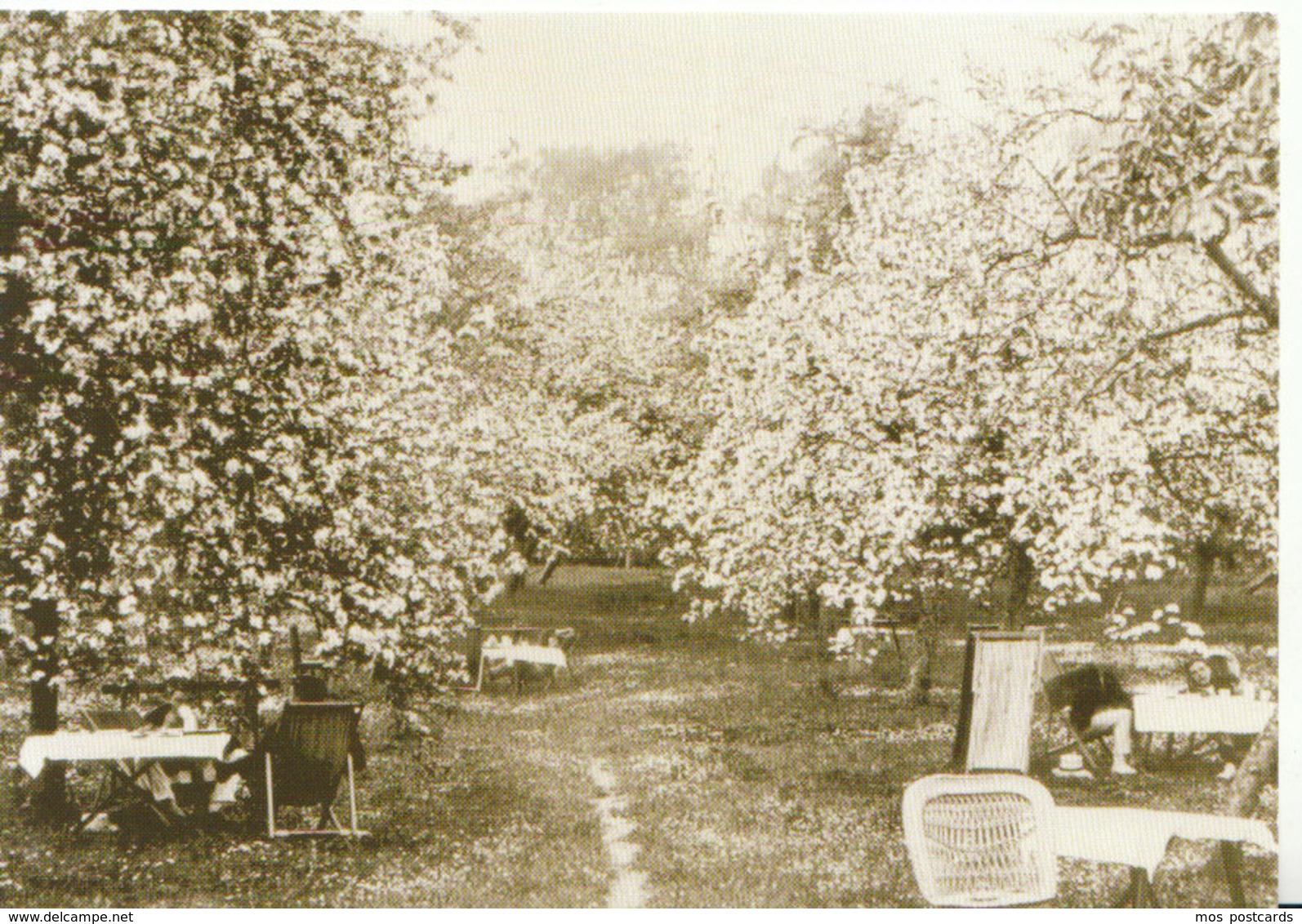 Cambridgeshire Postcard - The Ochard In Bloom - Grantchester - Cambridge - Ref ND322 - Cambridge