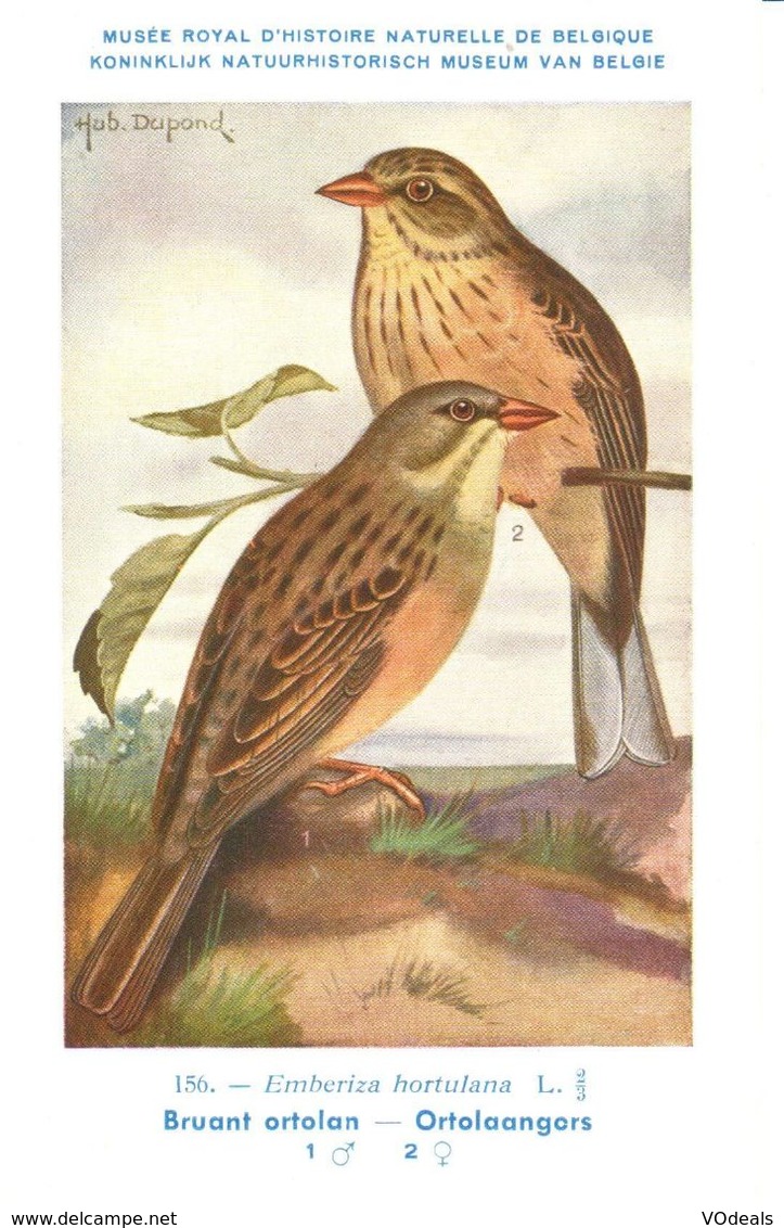 Musée Royal D Histoire Naturelle De BELGIQUE - 156 - Bruant Ortolan - Ortolaangors - Vogels