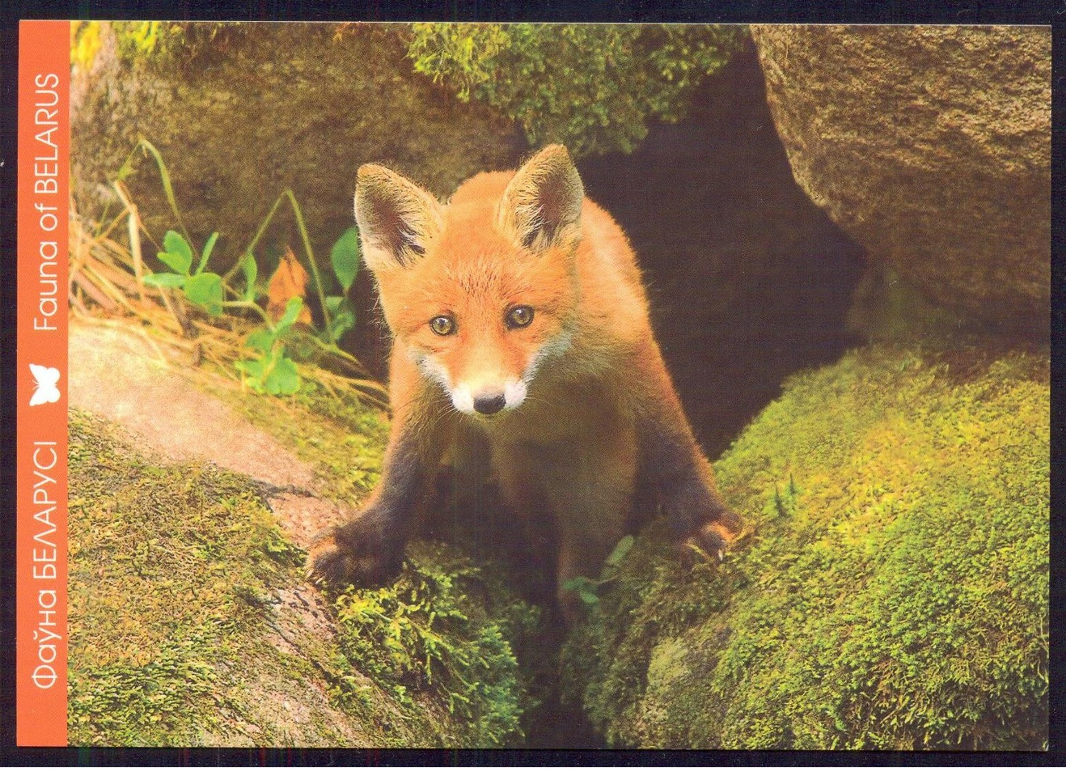 Belarus 2014 Fauna  Fox - Autres & Non Classés