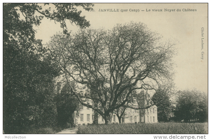 76 CANY BARVILLE /Le Vieux Noyer Du Château / - Cany Barville