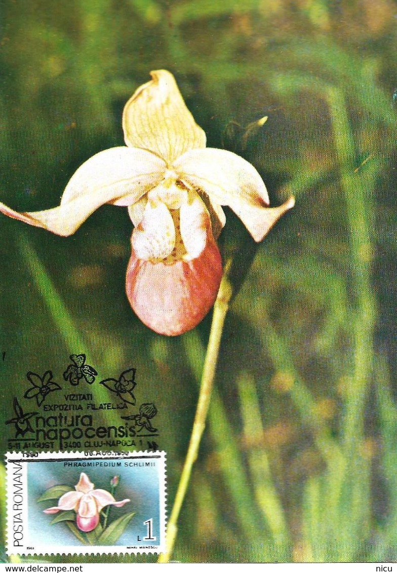 1987 - FLOWERS - ORCHIDS - 19 Maximum Cards - Tarjetas – Máxima