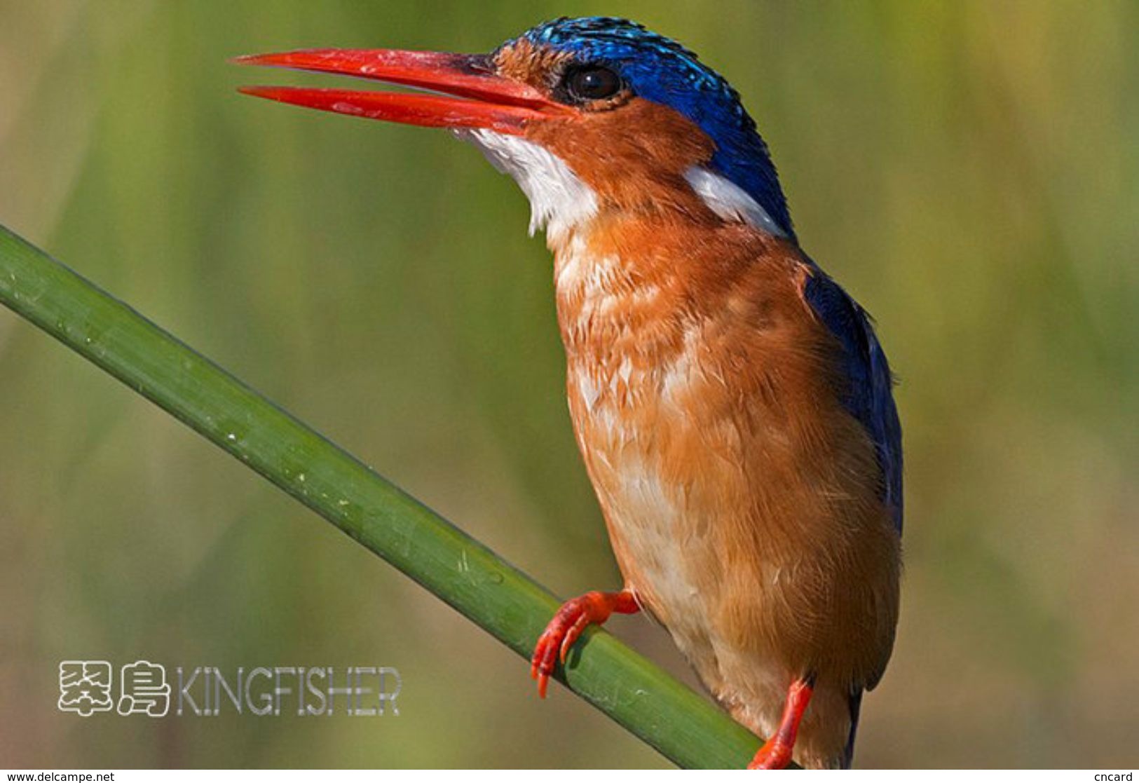 T21-081 ] Kingfisher Bird Oiseau Vogel  De Vogel, China Pre-paid Card,  Postal Stationery - Other & Unclassified