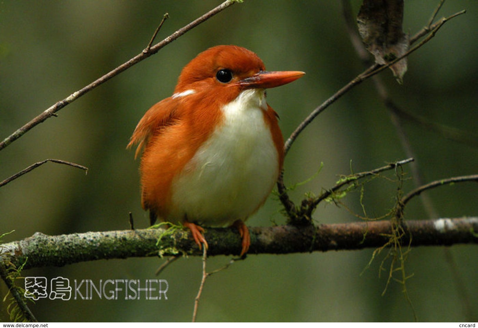 T21-083 ] Kingfisher Bird Oiseau Vogel  De Vogel, China Pre-paid Card,  Postal Stationery - Other & Unclassified